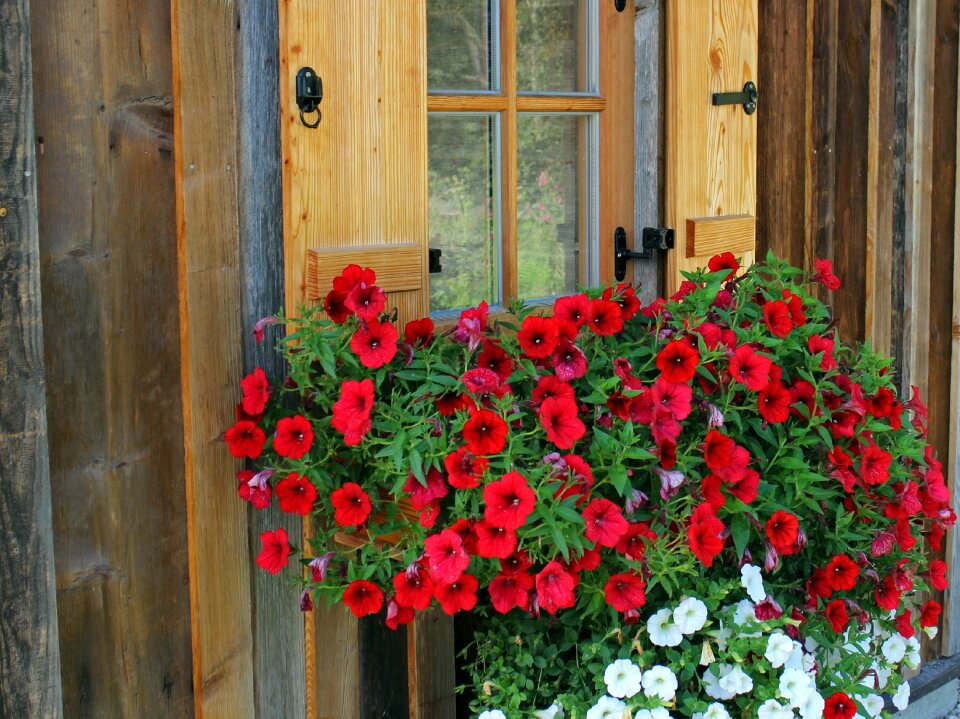 Hanging plant balcony plants ornamental plant