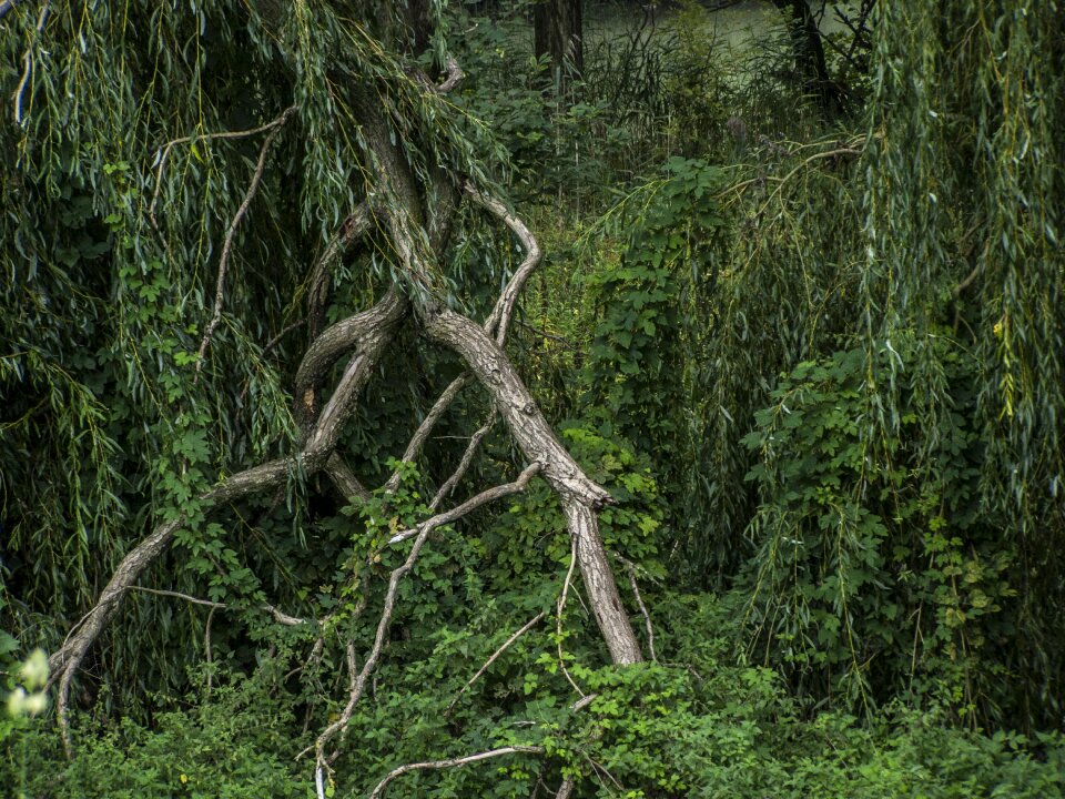Rotten forest landscape