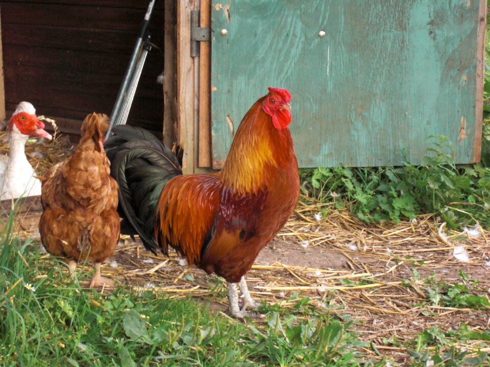 Bird feather poultry