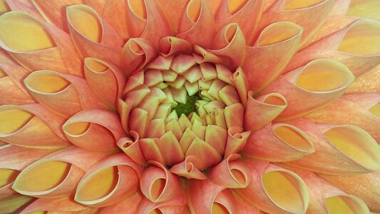 Bloom flower dahlia garden