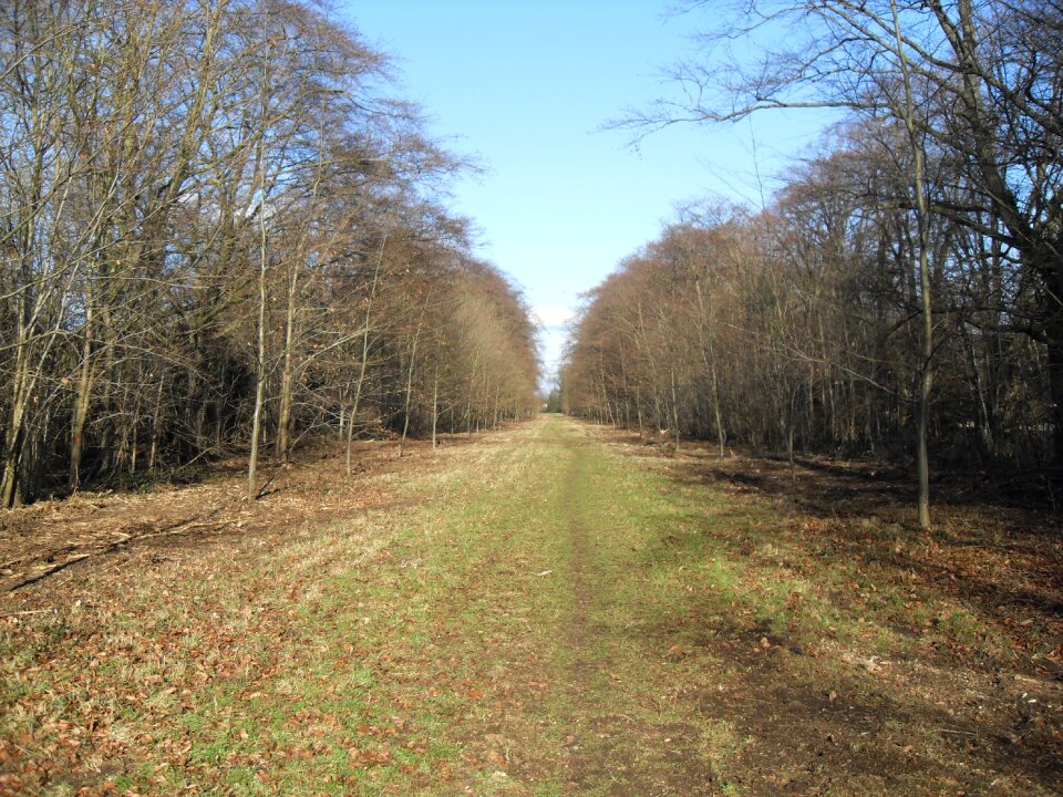 Nature forest path