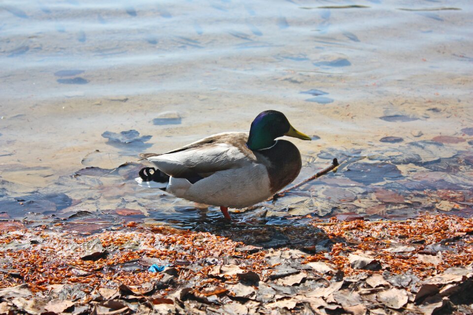 Nature water bird