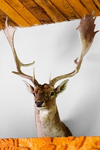Buck deer head photo