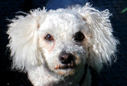 Face portrait animal portrait photo