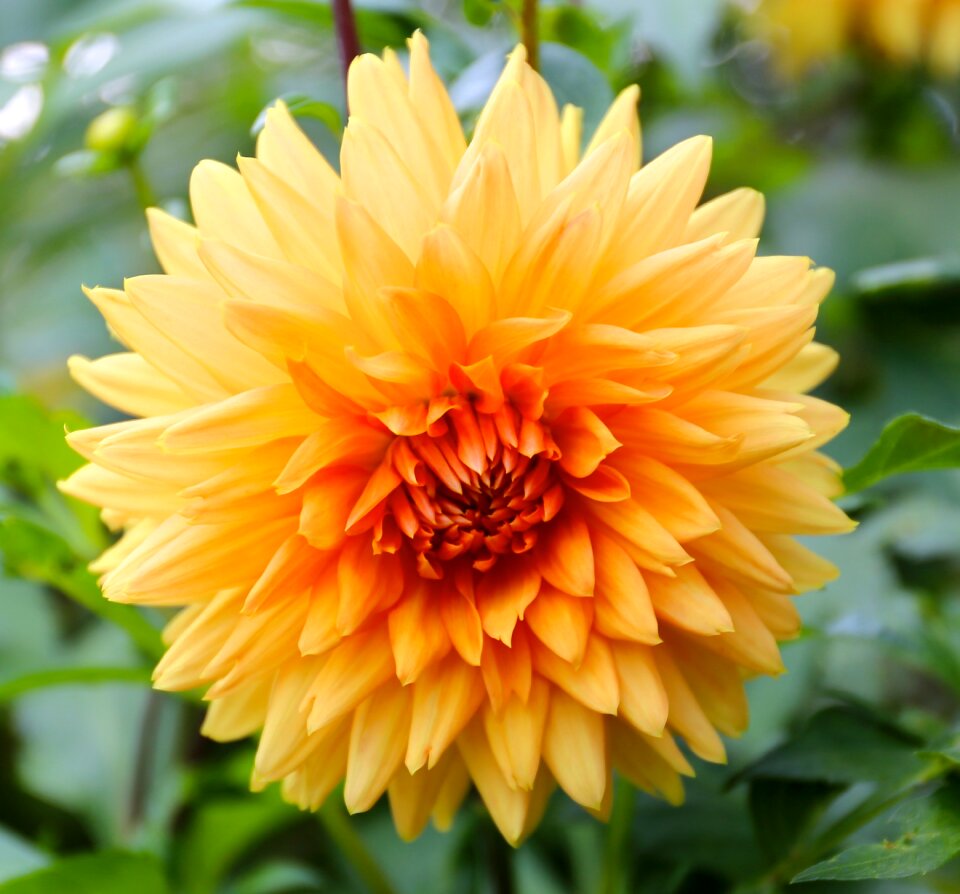 Garden flower nodule