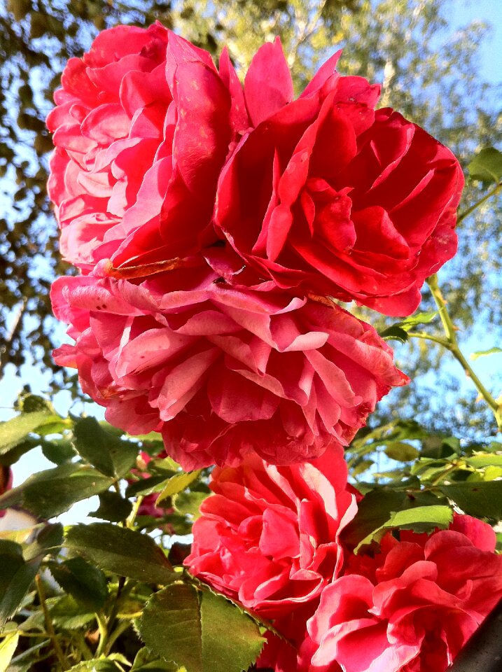Plant flowers summer
