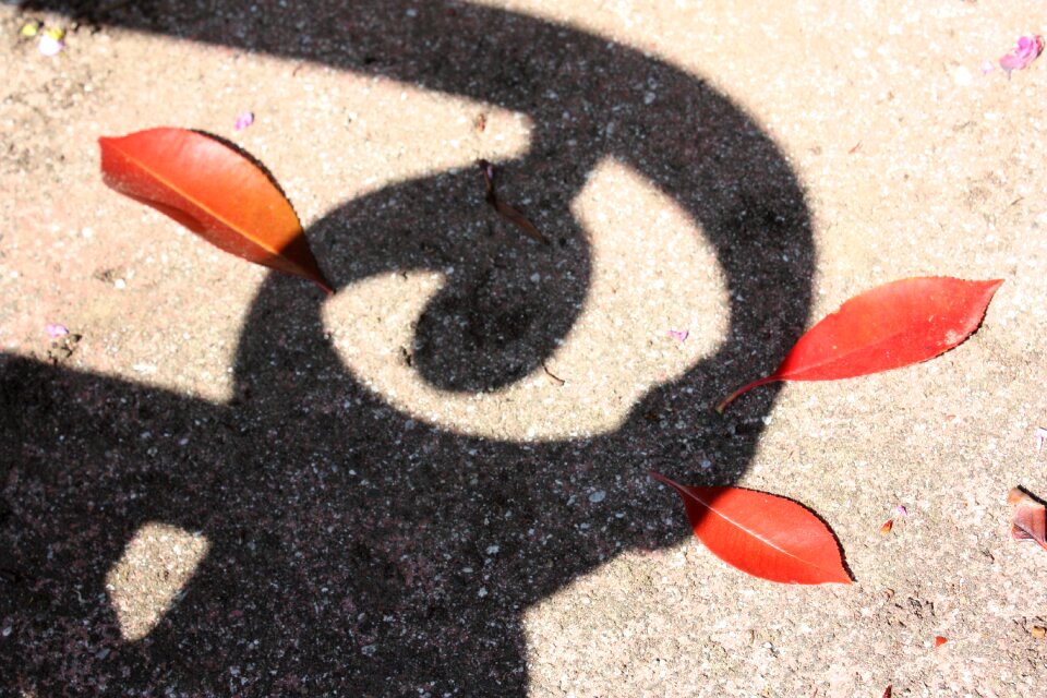 Shadow red autumn