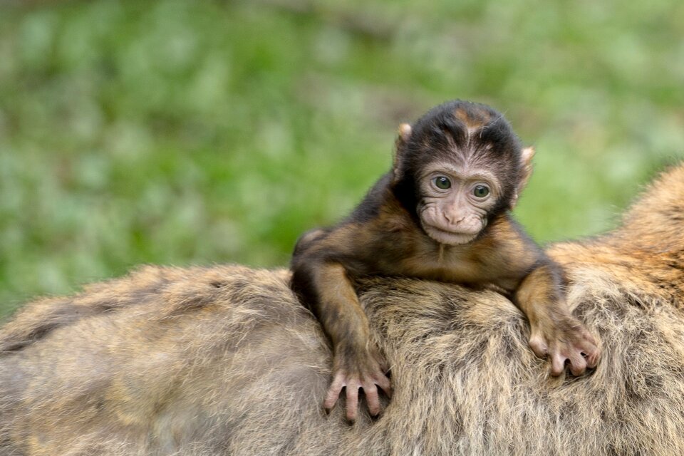 Barbary ape mammal animal