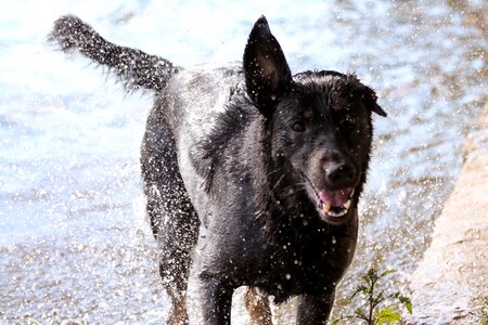 Water wet dog photo