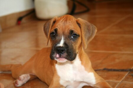 Puppy german boxer young photo