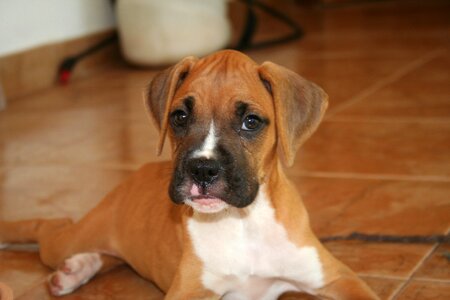 Puppy german boxer young