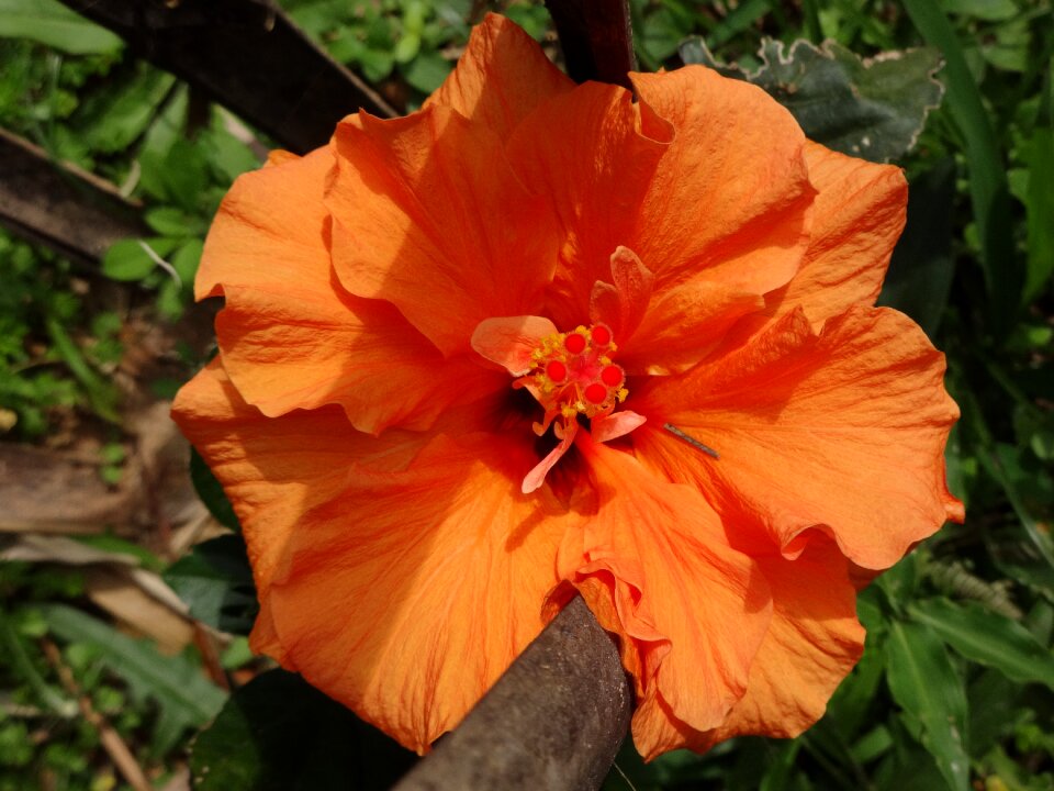 Blossom bloom nature