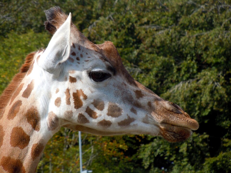 Animal africa safari