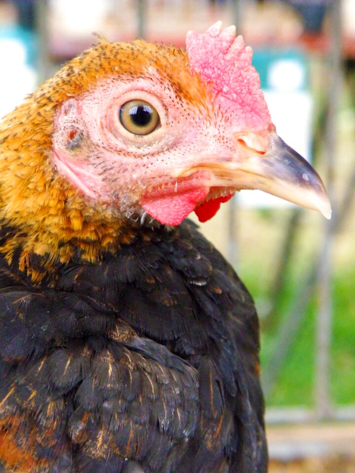 Portrait head beak
