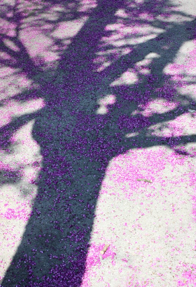 Nature shadow purple flowers