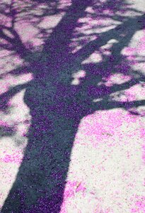 Nature shadow purple flowers
