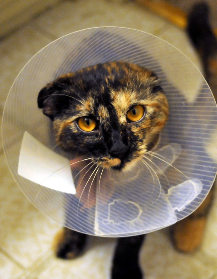 Tortoiseshell pet animal