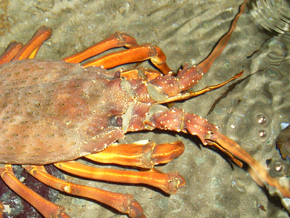 Seafood shellfish crustacean
