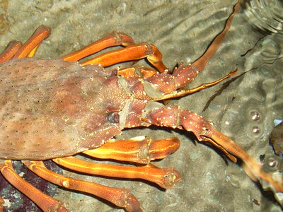 Seafood shellfish crustacean photo