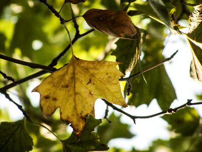 Holidays yellow in the fall