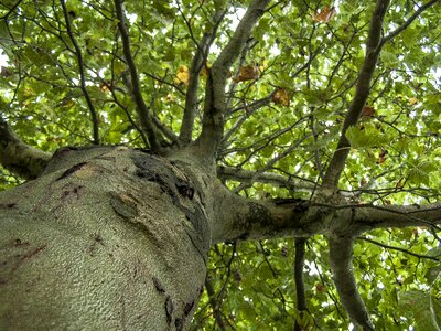 Bough branch green