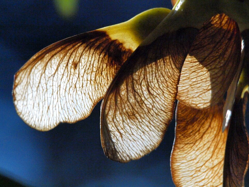 Close up backlighting frame