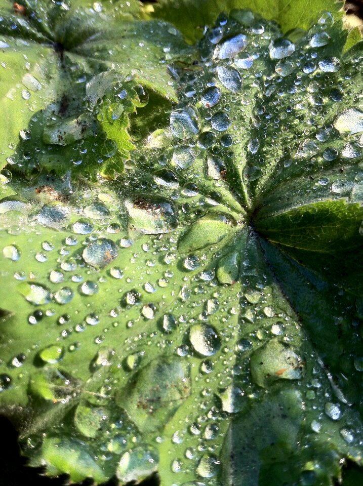 Raindrop leaf water