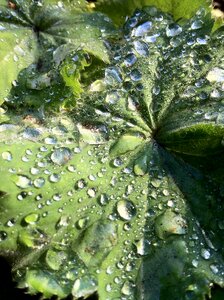 Raindrop leaf water photo