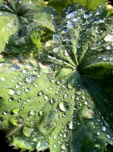 Raindrop leaf water
