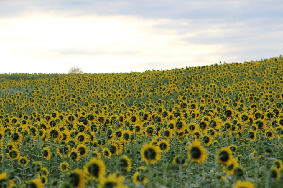 Yellow field beautiful