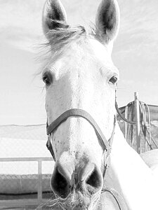 Animal equestrian ride photo