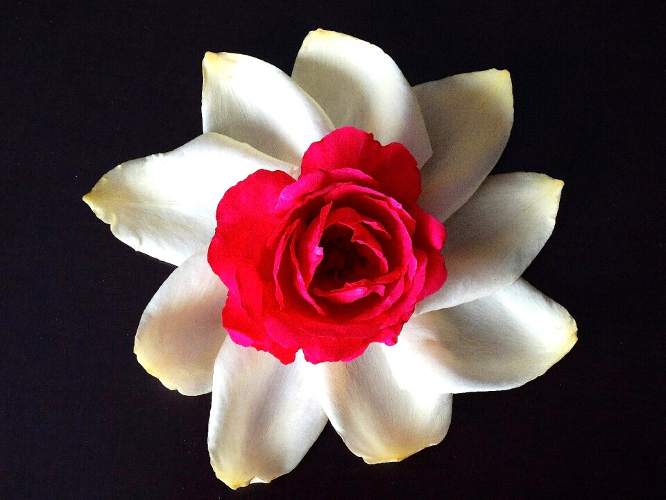 White red black