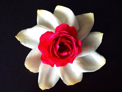 White red black