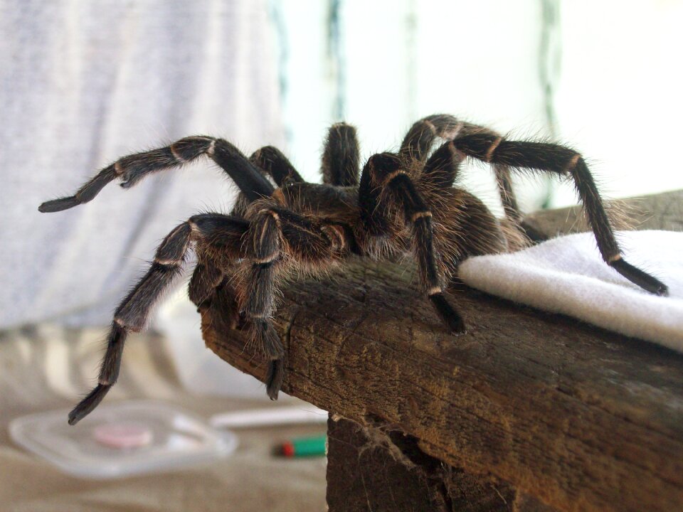 Hairy arachnophobia south america