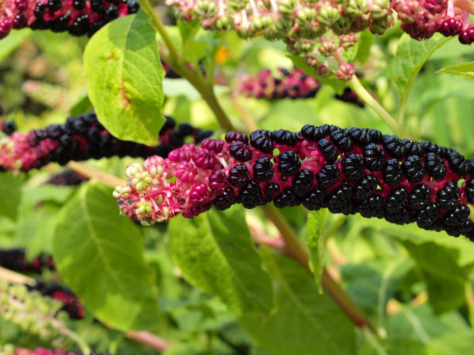 Bloom inflorescence violet
