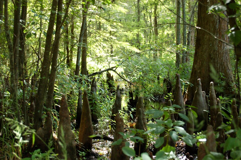 Outdoors landscape green