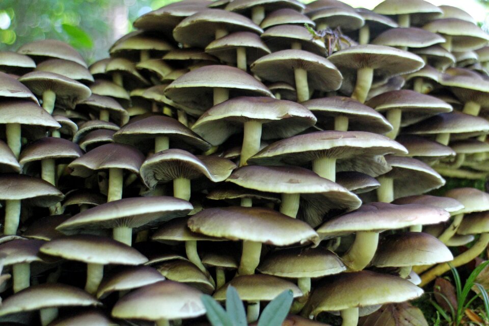 Brown forest nature