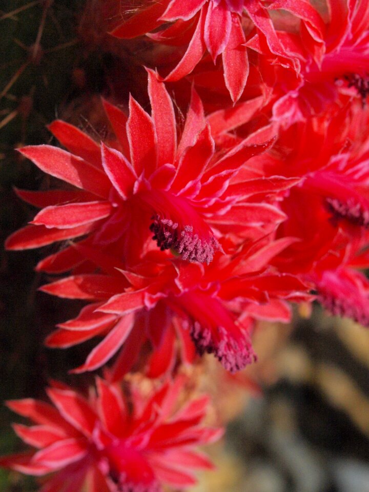Red cactus flower blossom