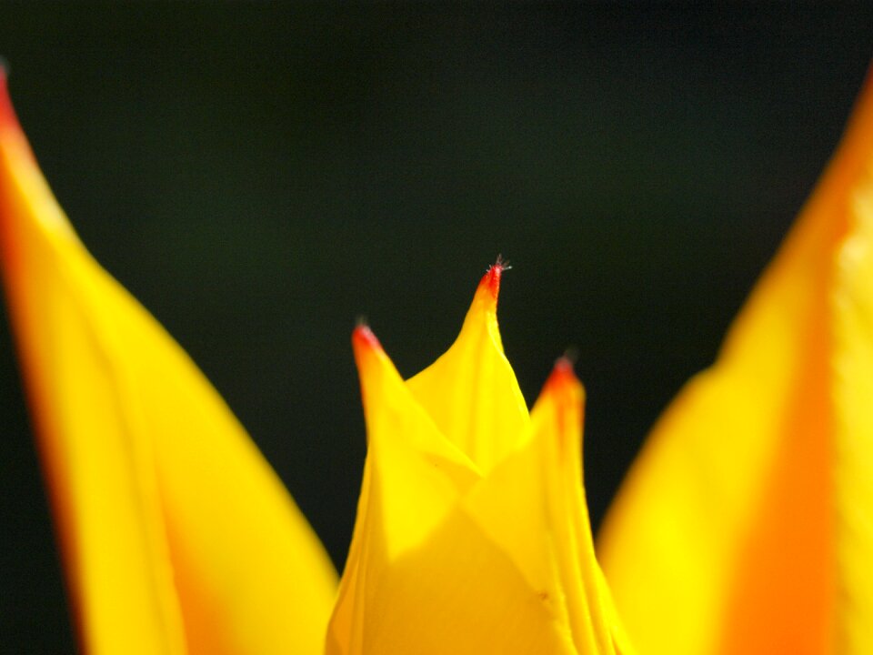 Early bloomer close up yellow