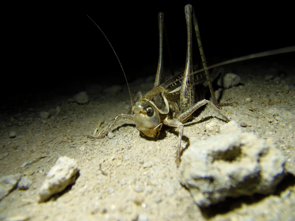 Macro animals night