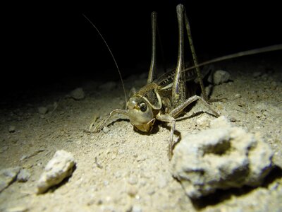 Macro animals night