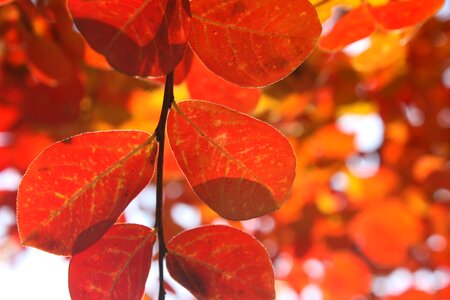 Autumn red tree