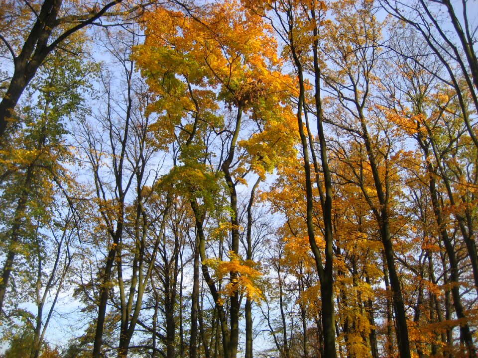 Nature natural wooden