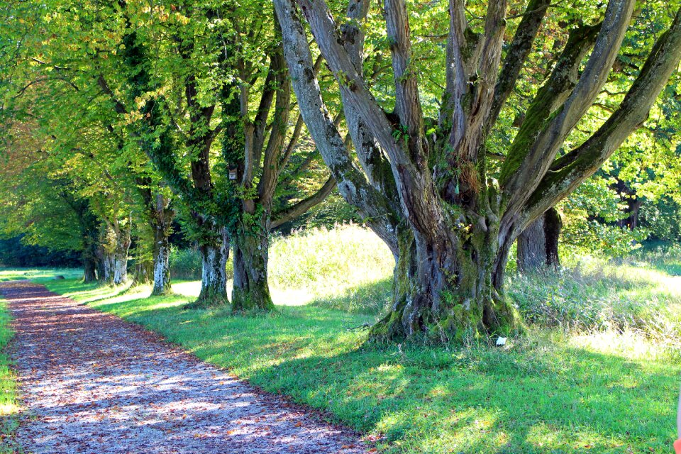 Forest path away avenue
