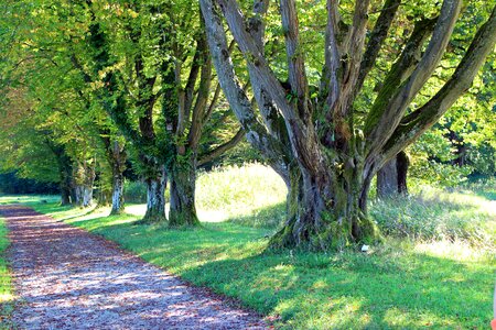 Forest path away avenue photo