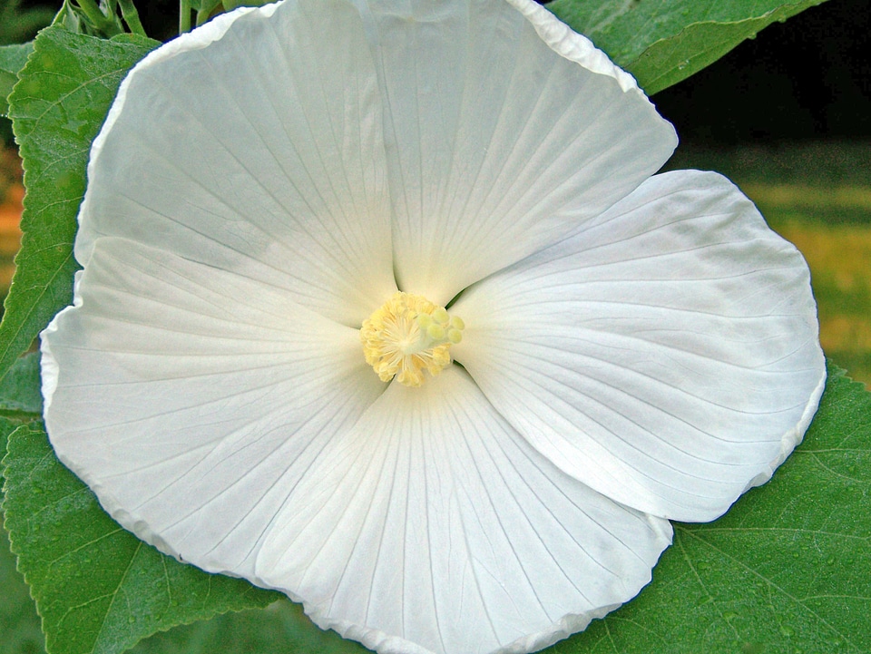 Floral blossom tropical