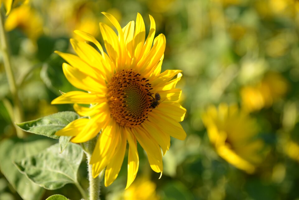 Flowers blossom bloom