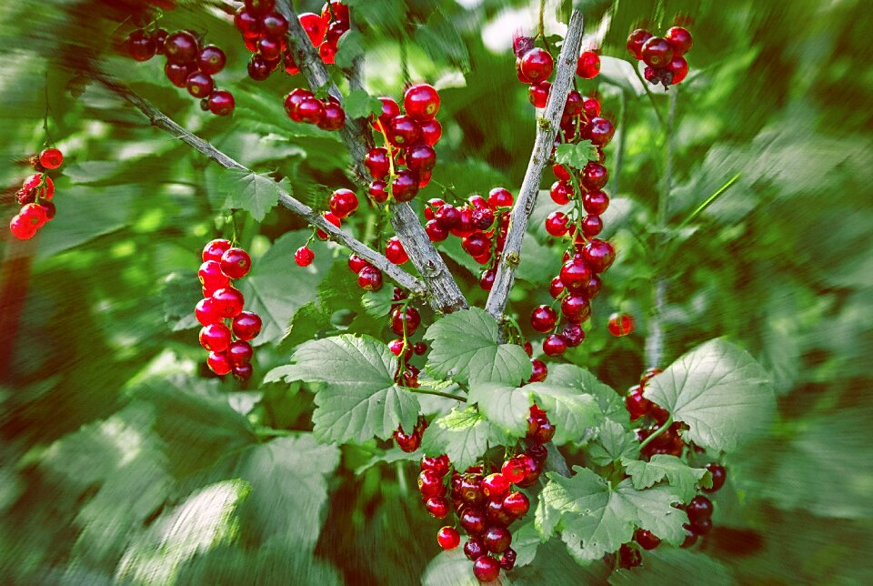 Berry vegetable garden nature