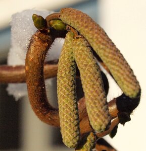 Common hazel close up inflorescences