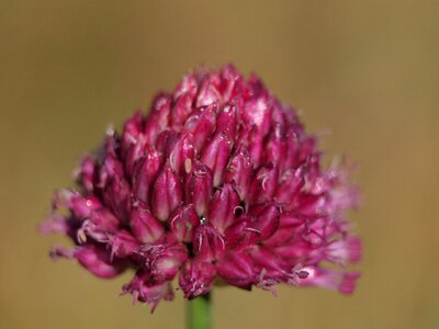 Pointed flower violet close up